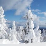 Snowhiter