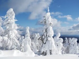 Snowhiter