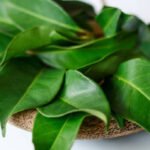 Discover 15 powerful health benefits of soursop leaves. Boost immunity, digestion, and wellness naturally with this herbal remedy.