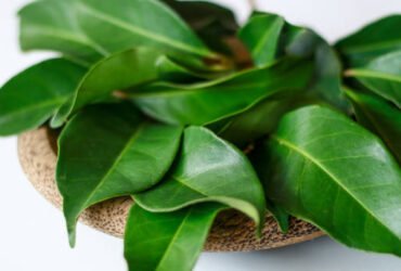 Discover 15 powerful health benefits of soursop leaves. Boost immunity, digestion, and wellness naturally with this herbal remedy.