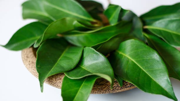 Discover 15 powerful health benefits of soursop leaves. Boost immunity, digestion, and wellness naturally with this herbal remedy.