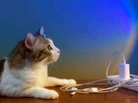 Cat Buddy USB Hub: The Ultimate Device for Multi-Port Connectivity