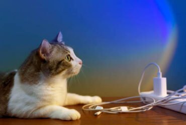Cat Buddy USB Hub: The Ultimate Device for Multi-Port Connectivity