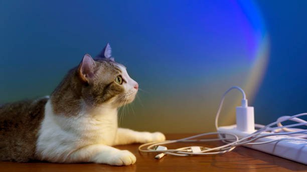 Cat Buddy USB Hub: The Ultimate Device for Multi-Port Connectivity