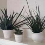 Health Perks for Homeowners