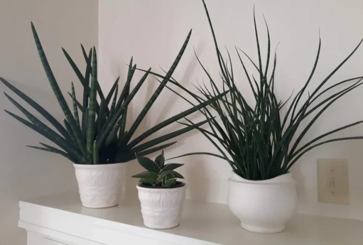 Health Perks for Homeowners