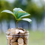 Chinese Money Tree: Care, Tips, and Benefits