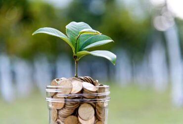 Chinese Money Tree: Care, Tips, and Benefits