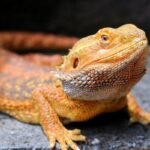 Dragon Lizard Facts