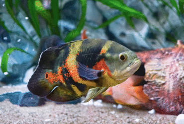 Food for Oscar Reddit Fish