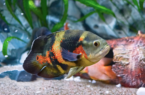 Food for Oscar Reddit Fish