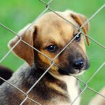 Discover low budget low cost dog fence plans that are safe, durable, and effective. Protect your dog affordably with practical DIY tips and ideas.