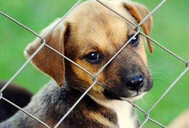 Discover low budget low cost dog fence plans that are safe, durable, and effective. Protect your dog affordably with practical DIY tips and ideas.
