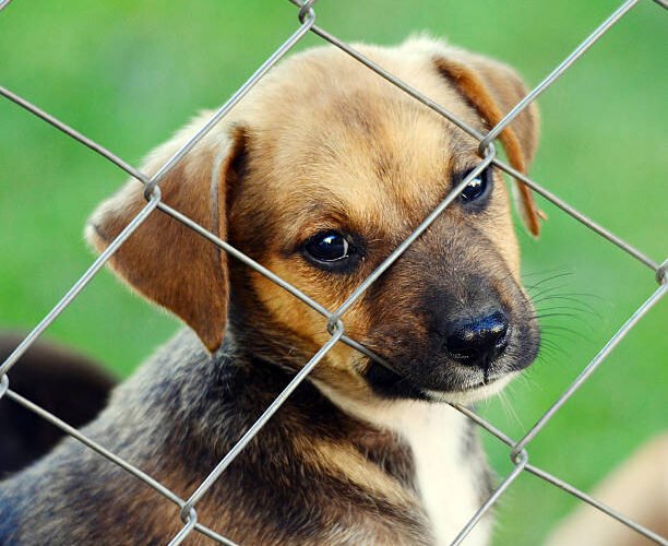 Discover low budget low cost dog fence plans that are safe, durable, and effective. Protect your dog affordably with practical DIY tips and ideas.