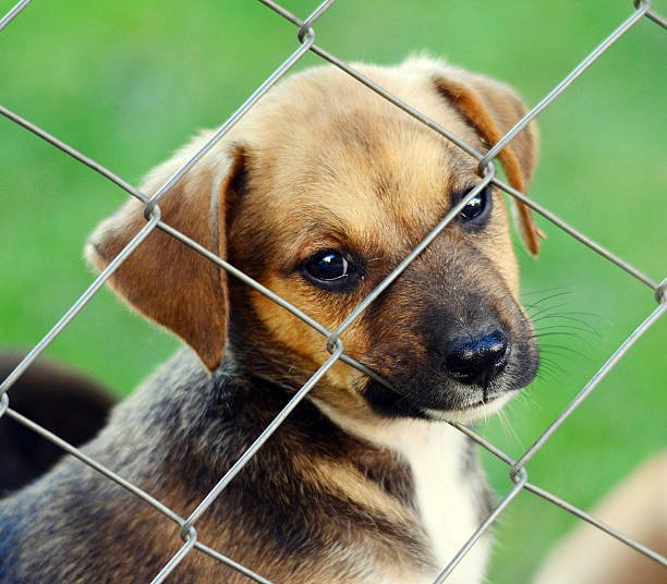 Discover low budget low cost dog fence plans that are safe, durable, and effective. Protect your dog affordably with practical DIY tips and ideas.