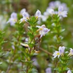 Pernithia Galnith: The Ecological and Creative Marvel Unveiled