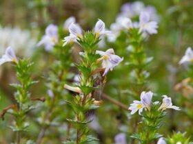 Pernithia Galnith: The Ecological and Creative Marvel Unveiled