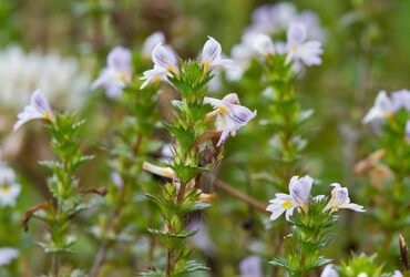 Pernithia Galnith: The Ecological and Creative Marvel Unveiled