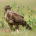 FeedBuzzard Advertise: Unlocking Smart Digital Marketing Strategies