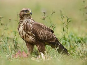 FeedBuzzard Advertise: Unlocking Smart Digital Marketing Strategies