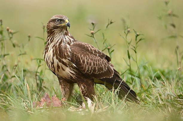 FeedBuzzard Advertise: Unlocking Smart Digital Marketing Strategies